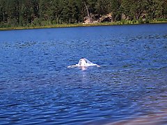 Beautiful women of a certain age show off their skills.